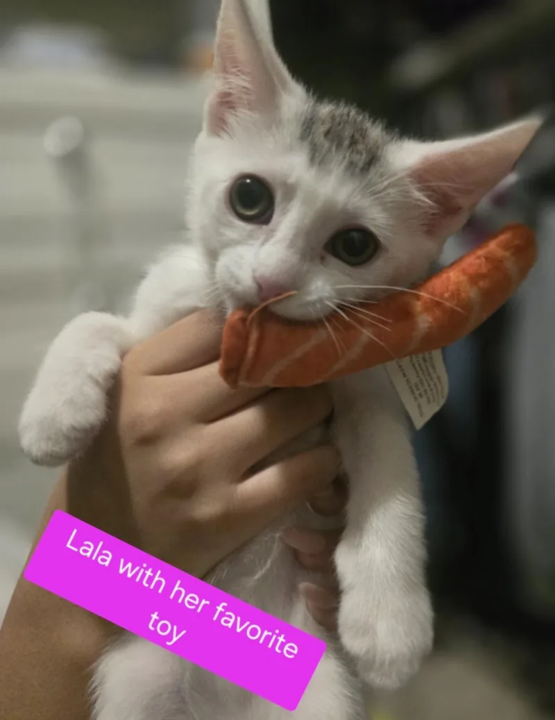 A baby medium-sized female White Domestic Short Hair cat named Lala for adoption in Huntington Beach, CA