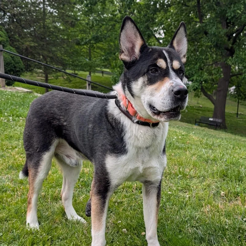A senior large-sized male Black Siberian Husky dog named Saint for adoption in Baltimore, MD