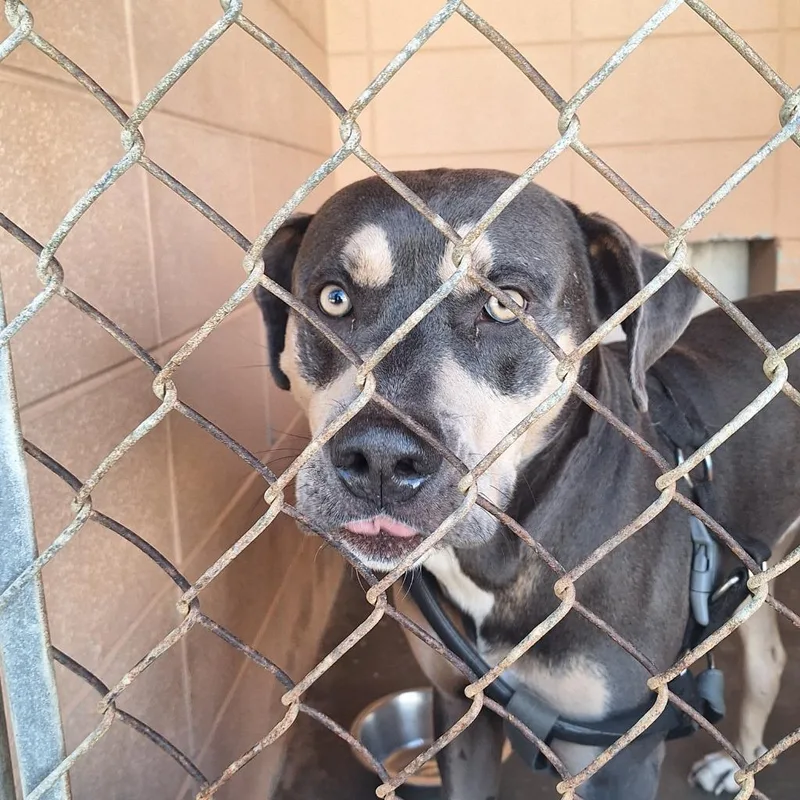 A young medium-sized male Pit Bull Terrier dog named Rebel for adoption in Gautier, MS