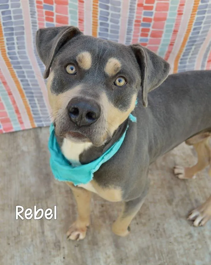 Rebel thumbnail 2