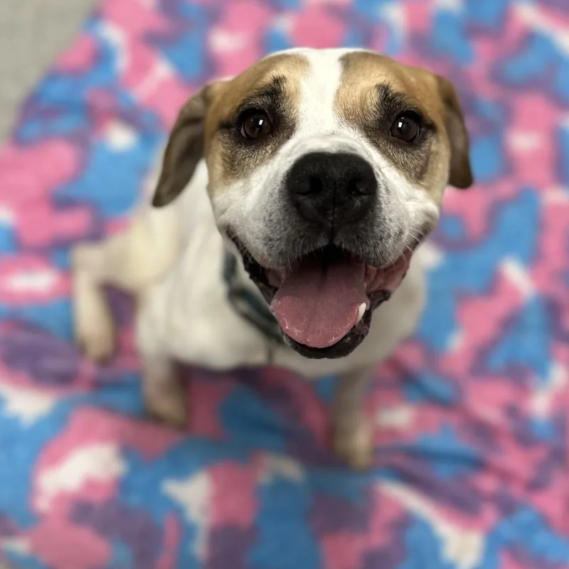 Brownie+ thumbnail 2