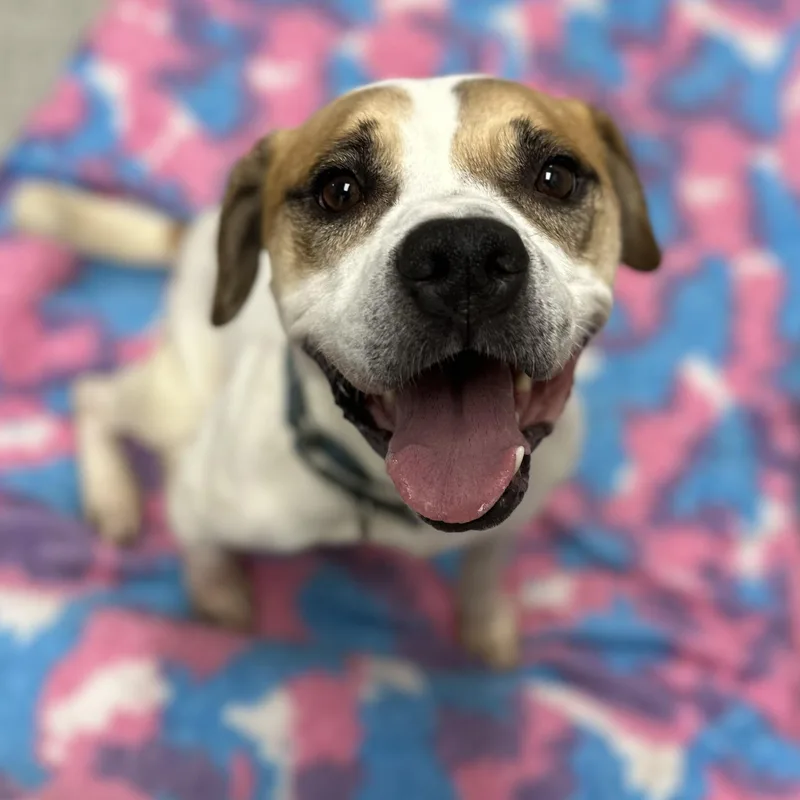 Brownie+ thumbnail 3