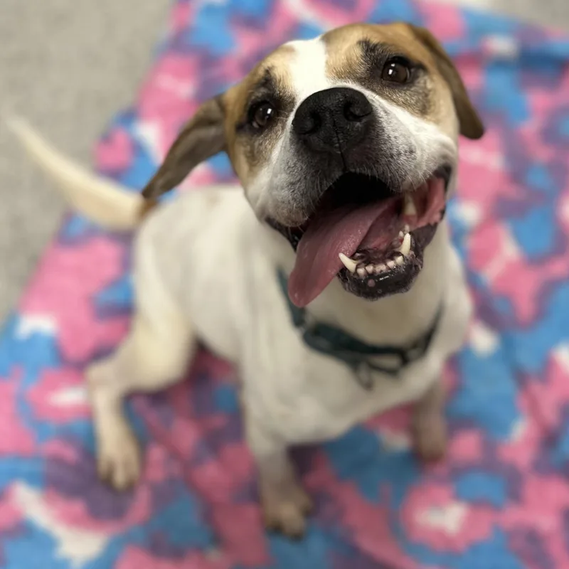 Brownie+ thumbnail 4