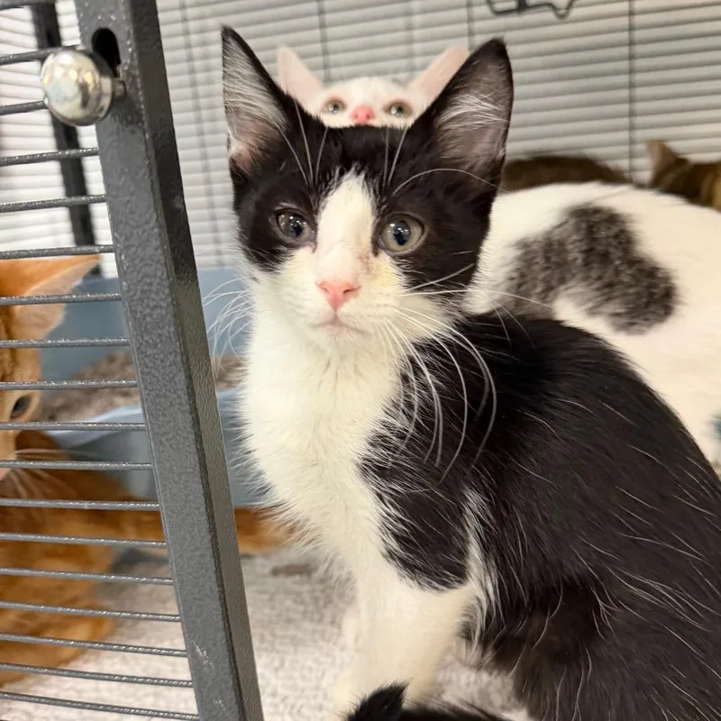 A baby small-sized female White Domestic Short Hair cat named Hula for adoption in Hampton Bays, NY