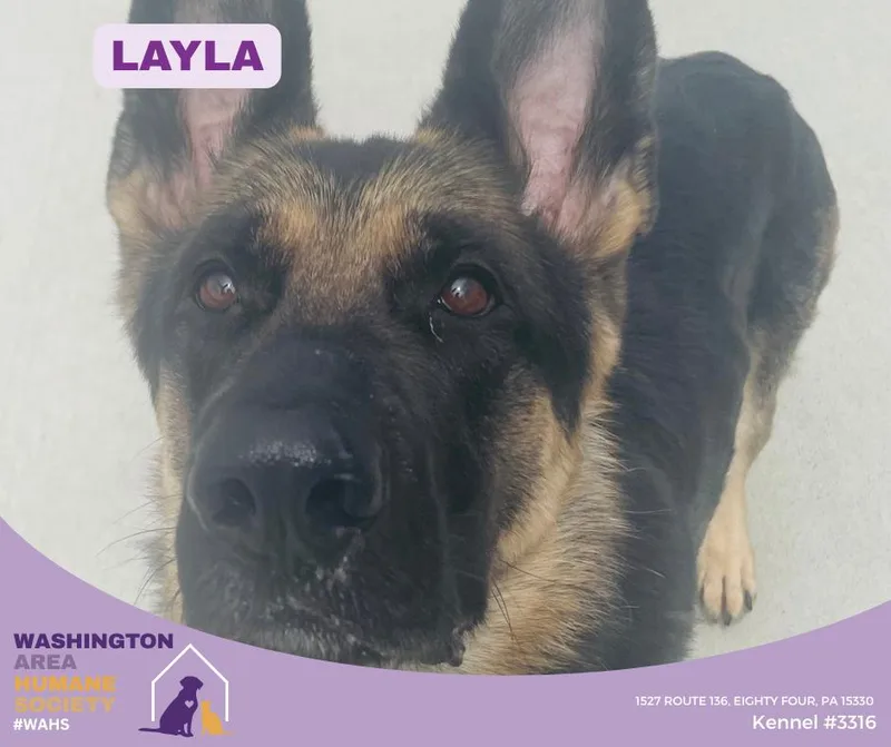 An adult medium-sized female Black German Shepherd Dog dog named Layla for adoption in Eighty Four, PA
