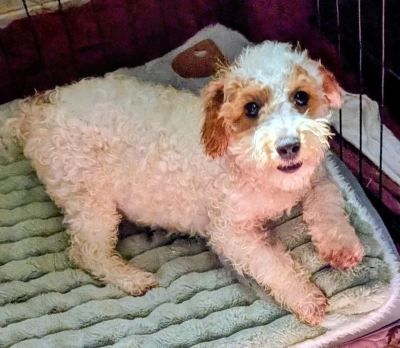 A baby small-sized male Cavalier King Charles Spaniel dog named Tracemo Gorgeous Little Boy for adoption in Fort Myers, FL