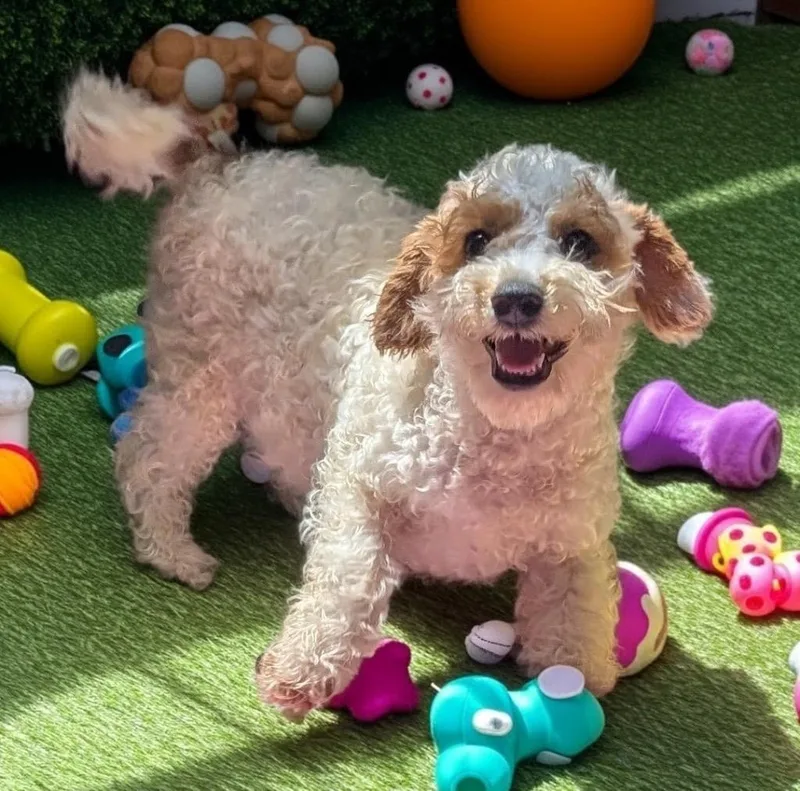 Tracemo Gorgeous Little Boy thumbnail 2