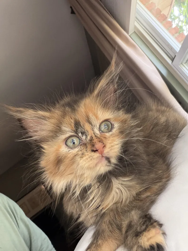 Pheobe