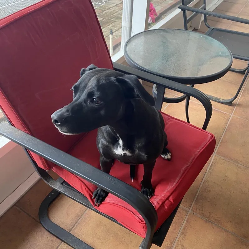 An adult medium-sized female Black Terrier dog named Molly for adoption in Seminole, FL