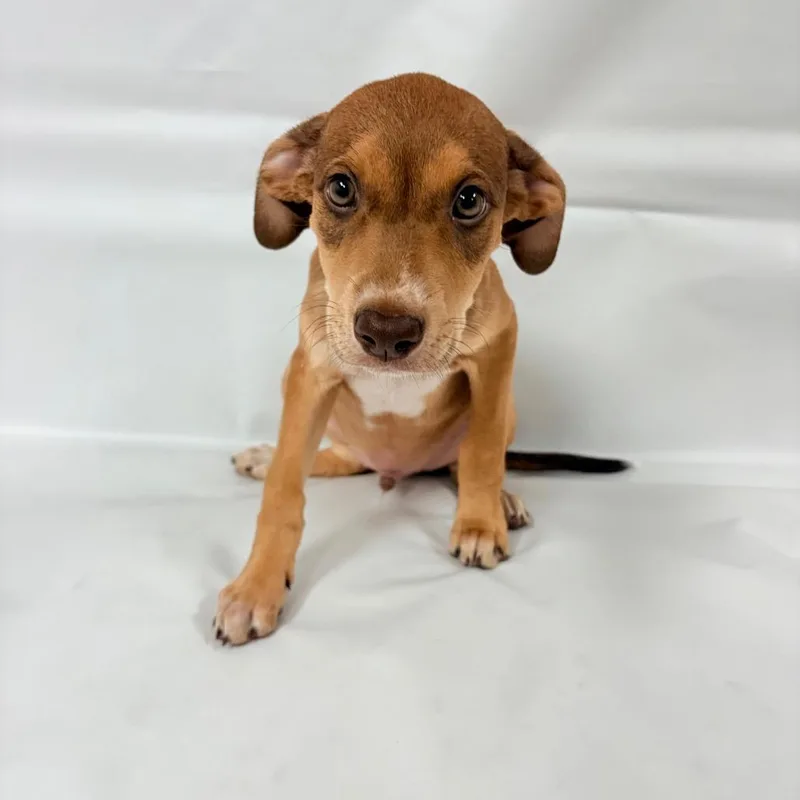 A baby small-sized male Shepherd dog named Truman for adoption in Parker, CO