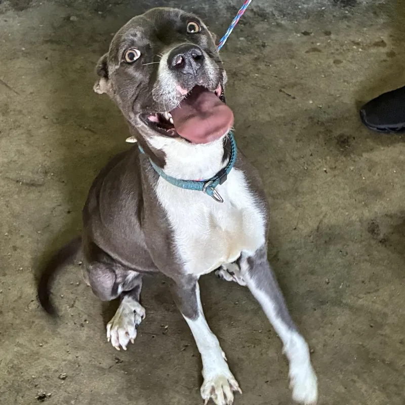 A young medium-sized female Gray / Blue / Silver Pit Bull Terrier dog named "Penelope" Dolly for adoption in Valparaiso, IN