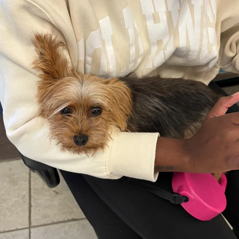 An adult small-sized female Yellow / Tan / Blond / Fawn Mixed Breed dog named StrayMatildaLane for adoption in Columbus, GA