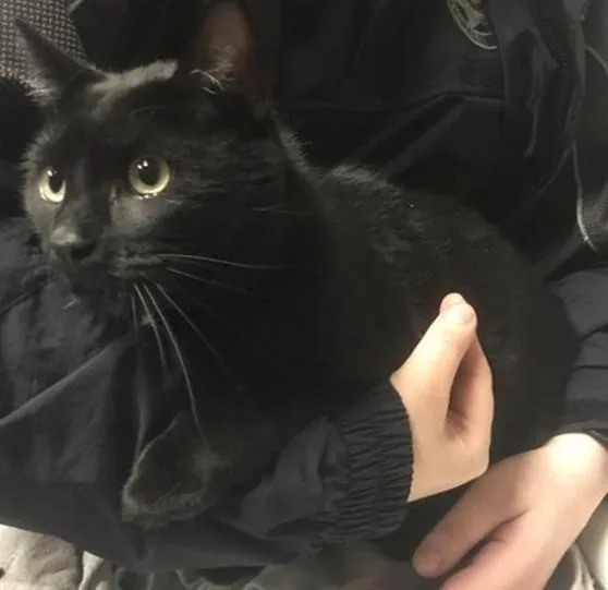 An adult medium-sized female Domestic Medium Hair cat named A for adoption in Conroe, TX