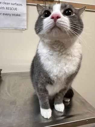 An adult small-sized male Domestic Short Hair cat named Tink for adoption in West Chester, PA