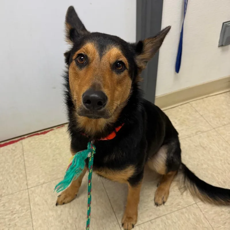 A young medium-sized female German Shepherd Dog dog named Sprinkles for adoption in Ashtabula, OH