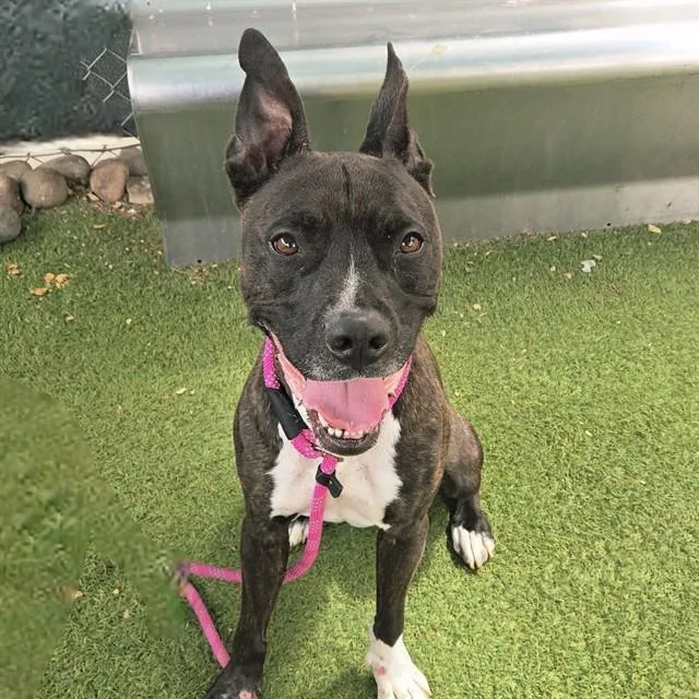 An adult large-sized male Pit Bull Terrier dog named Jackson for adoption in Mesa, AZ