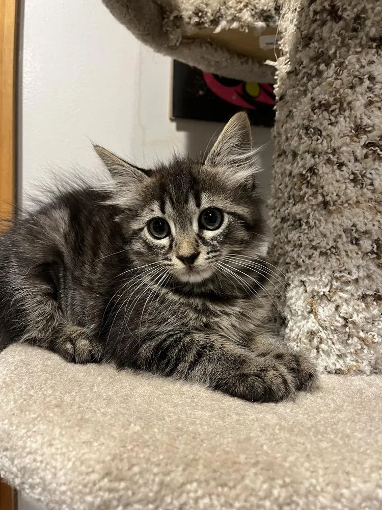 A baby small-sized female Tabby (Brown / Chocolate) Domestic Long Hair cat named Delphine for adoption in Emerald Isle, NC