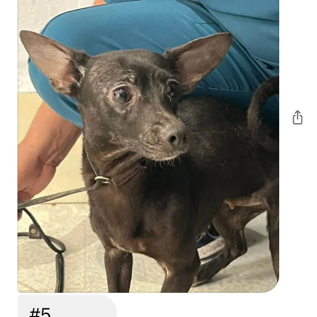 An adult small-sized female Black Mixed Breed dog named Lia for adoption in Bend, OR