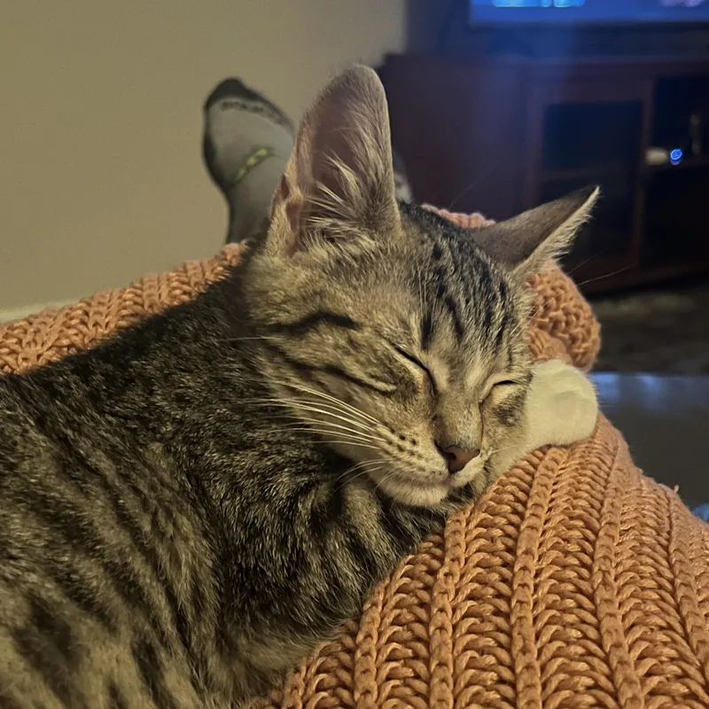 A young medium-sized female Tabby (Brown / Chocolate) Tabby cat named Punky Brewster for adoption in Avondale, PA