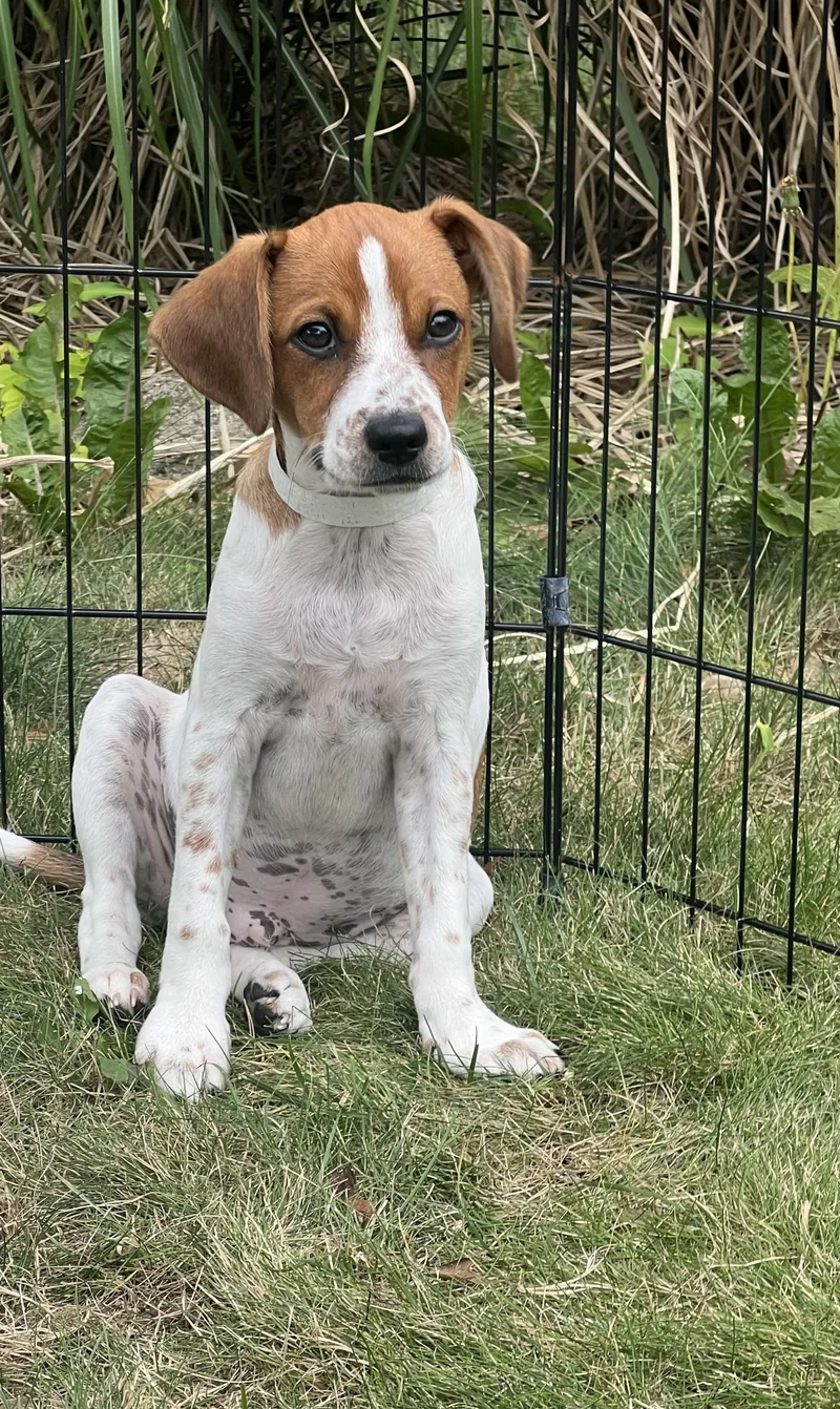 A baby medium-sized male White / Cream Beagle dog named Scooby for adoption in Seale, AL
