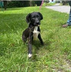 A baby medium-sized female Mixed Breed dog named Velvet for adoption in West Chester, PA