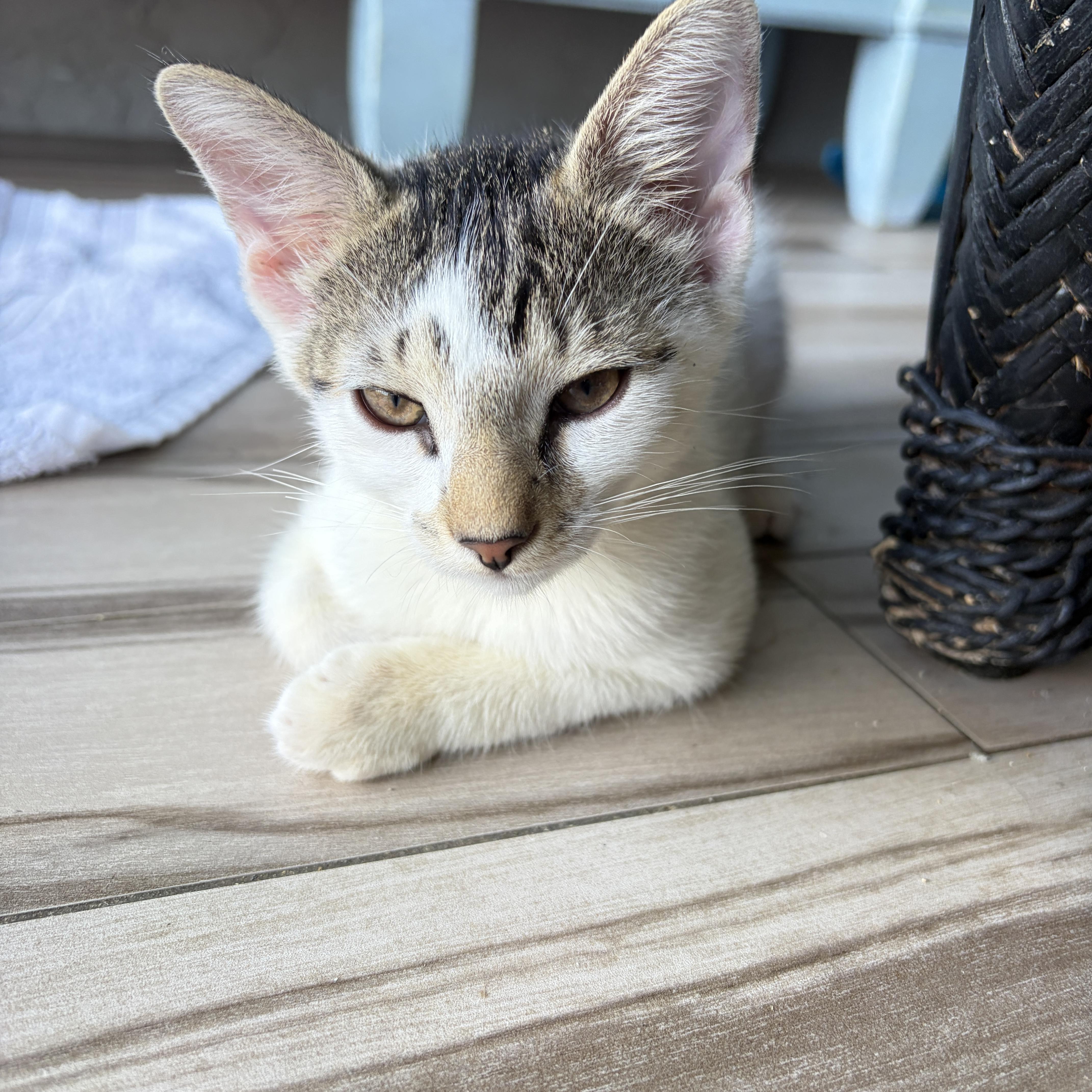 A baby medium-sized male White Domestic Short Hair cat named Luey for adoption in Lauderhill, FL