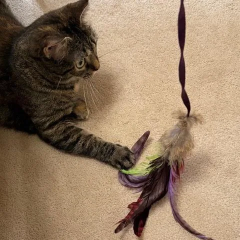 An adult large-sized female Brown / Chocolate Domestic Short Hair cat named Nessa for adoption in Dayton, OH