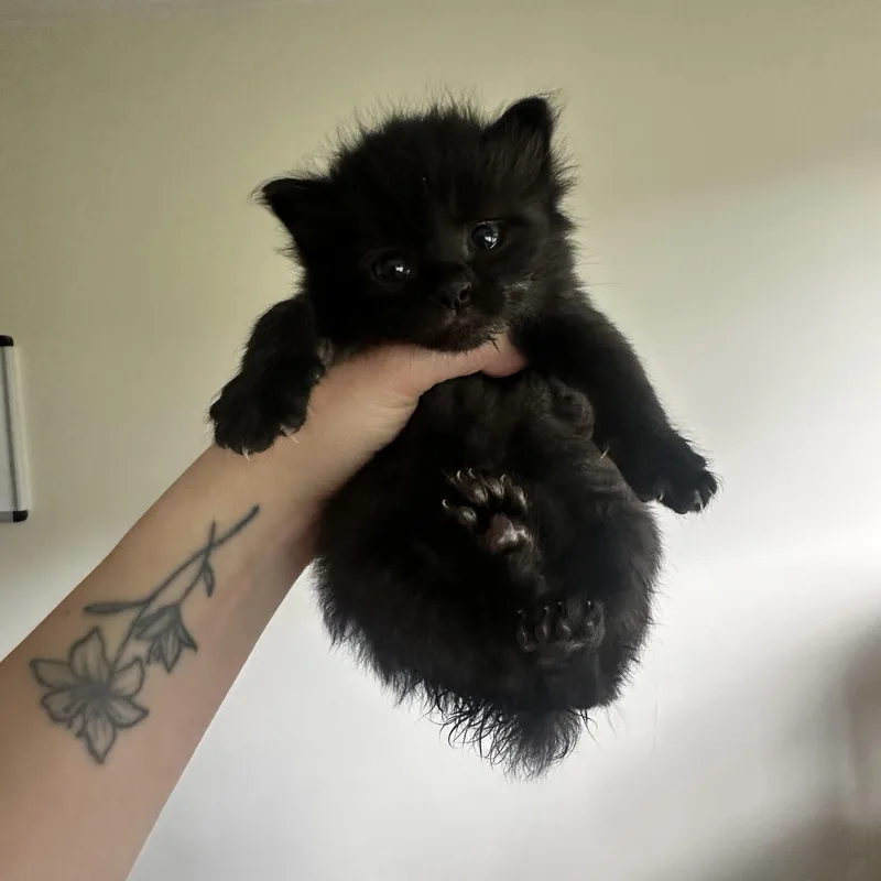 A baby medium-sized female Black Domestic Long Hair cat named Tina for adoption in Hermitage, PA