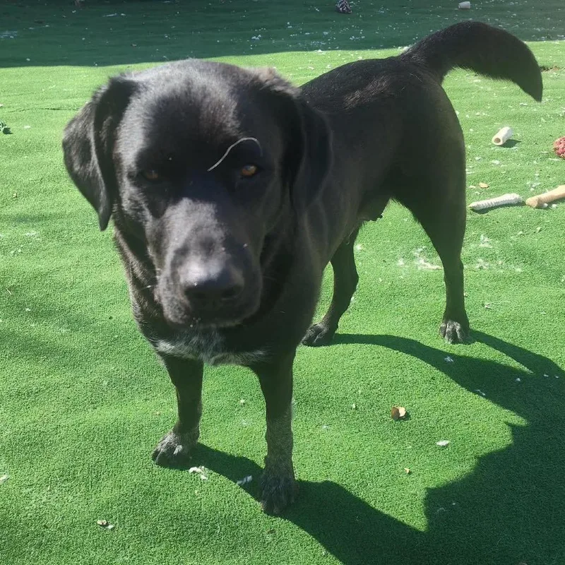 An adult medium-sized female Black Black Labrador Retriever dog named Socks for adoption in Joliet, IL
