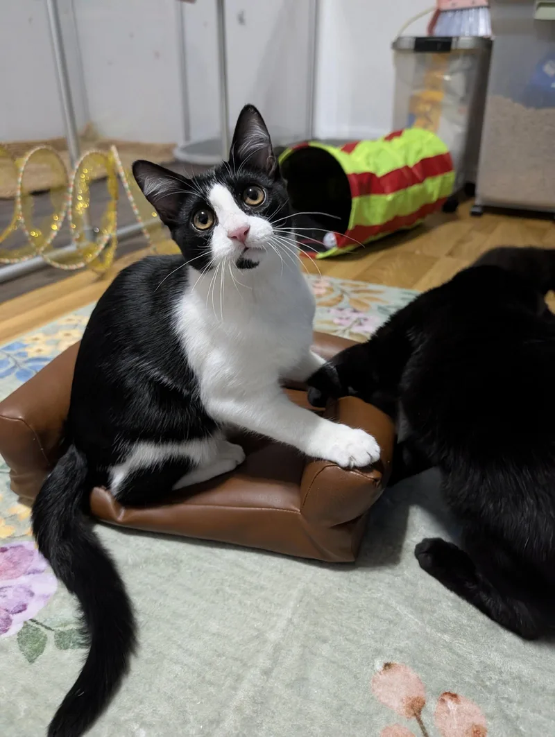 Kedi