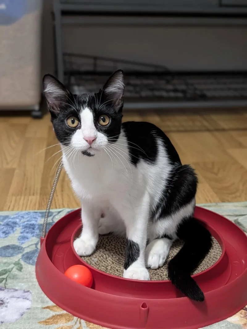Kedi thumbnail 2