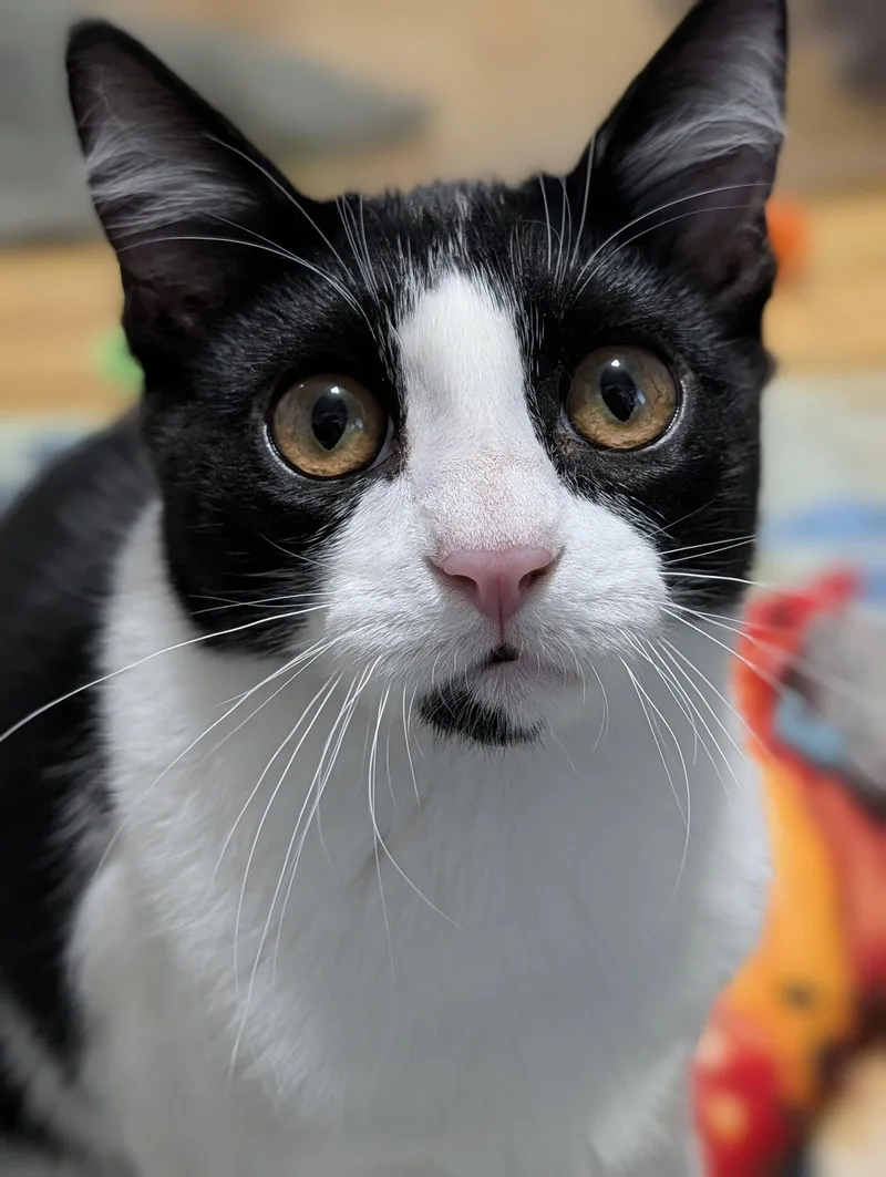 Kedi thumbnail 3