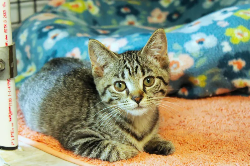 A baby medium-sized female Tabby (Brown / Chocolate) Domestic Short Hair cat named Hazel for adoption in Urbana, OH