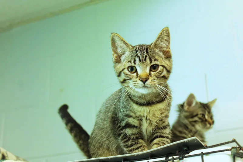 Hazel thumbnail 3