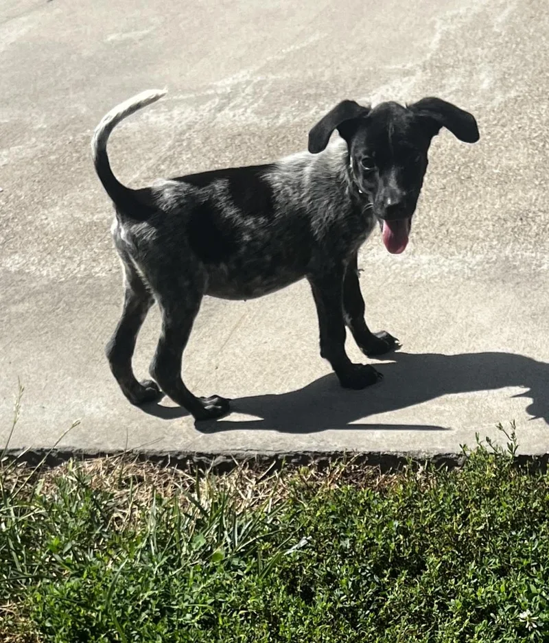 Nova