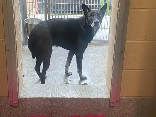 An adult medium-sized male German Shepherd Dog dog named Tux for adoption in Tustin, CA