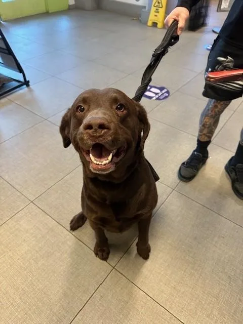 An adult large-sized male Labrador Retriever dog named River for adoption in Rancho Cucamonga, CA