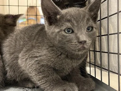A baby small-sized male Domestic Short Hair cat named Chester for adoption in Las Vegas, NV