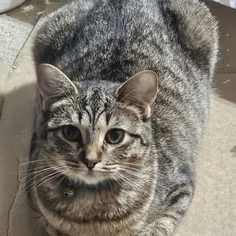 An adult medium-sized male Tabby (Buff / Tan / Fawn) Tabby cat named Echo for adoption in Dallas, TX
