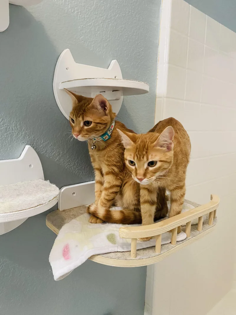 A young medium-sized female Tabby (Orange / Red) Domestic Short Hair cat named Mango and Melon for adoption in Keller, TX