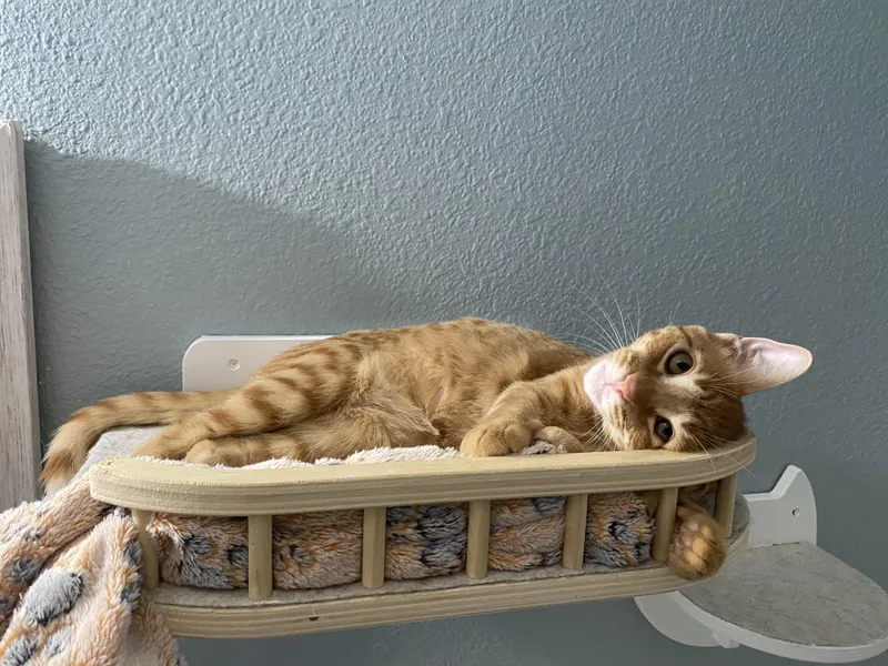 Mango and Melon thumbnail 4