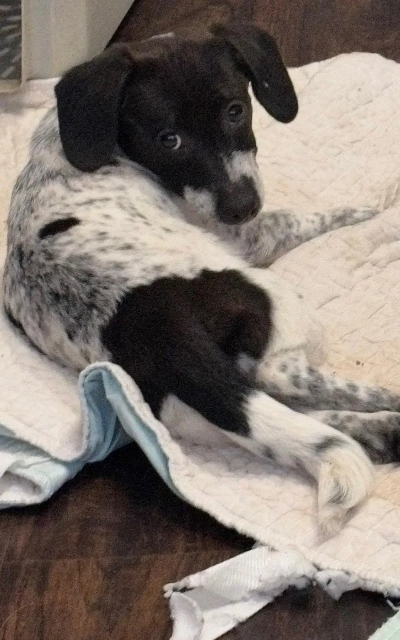 A baby small-sized female Black Dachshund dog named Blossom for adoption in Garland, TX