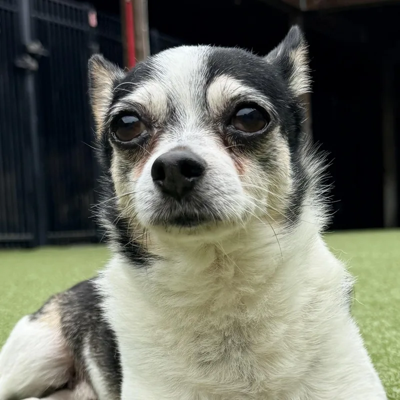 A senior small-sized male Black Chihuahua dog named Spud for adoption in Ridgeland, SC
