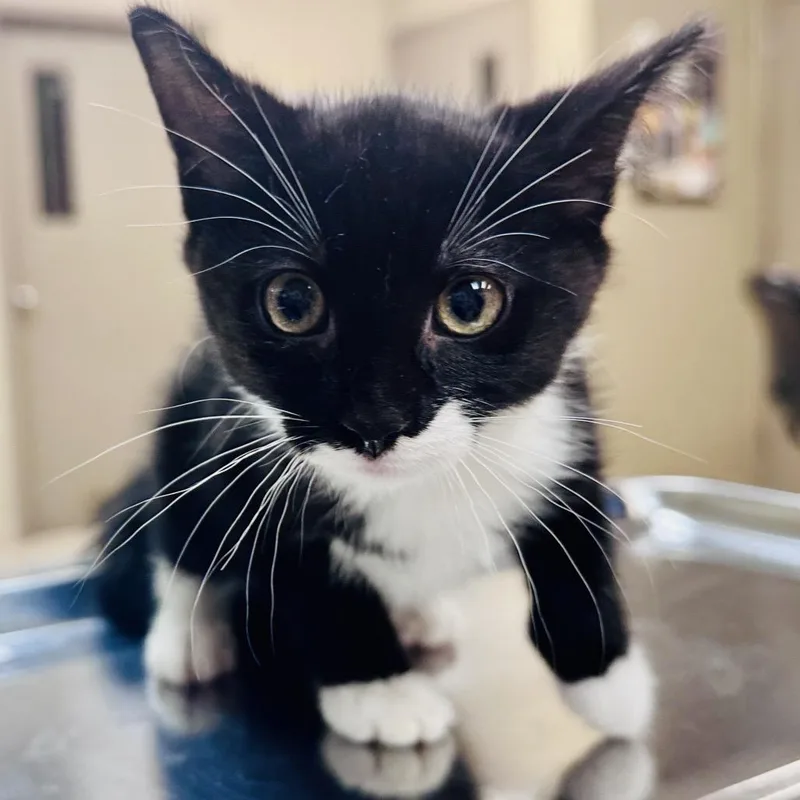 A baby small-sized female Black Domestic Short Hair cat named Ms. Pumpkin for adoption in Birmingham, AL