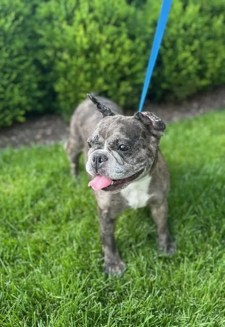 Gigi