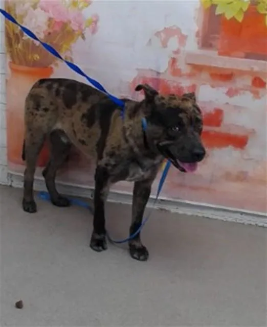 A young large-sized male Pit Bull Terrier dog named Nate for adoption in San Bernardino, CA