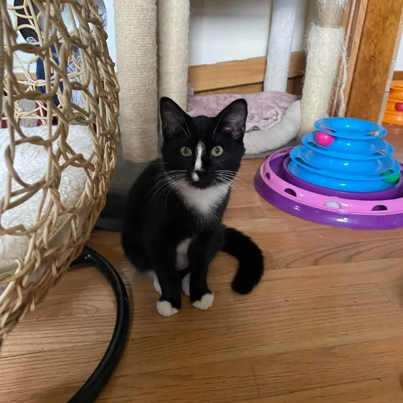 A baby small-sized male Domestic Medium Hair cat named Cherry Miller for adoption in Woodstock, VA