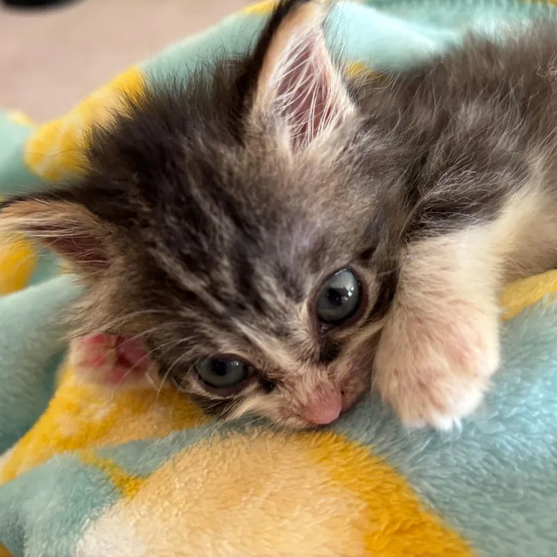 A baby small-sized female Brown / Chocolate Domestic Short Hair cat named Cobalt for adoption in East Hanover, NJ