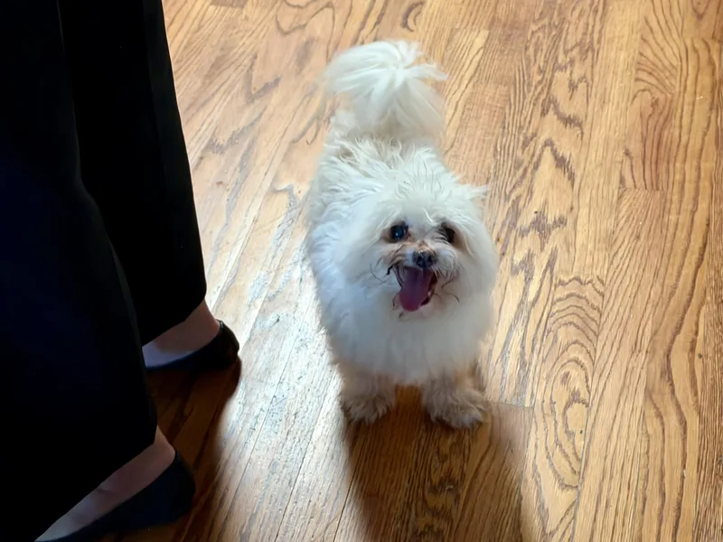 A senior small-sized male Maltese dog named Crouton for adoption in Hillsborough, NC