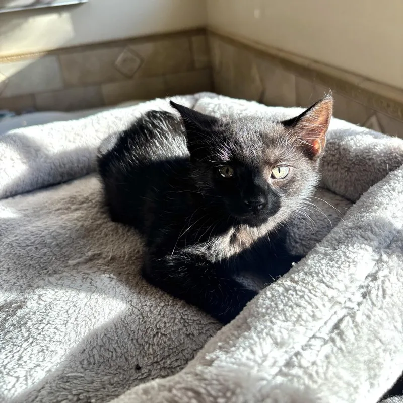 A baby small-sized male Domestic Short Hair cat named Wolf for adoption in Patchogue, NY